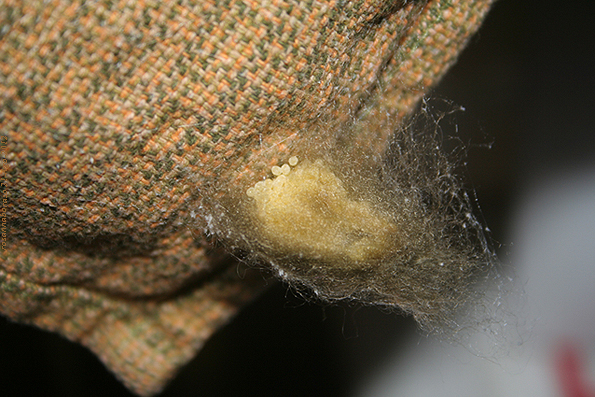 Araneus sp. (A. circe o A. angulatus) gestione uova e madre